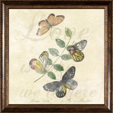 Pro Tour Memorabilia Butterflies Framed Artwork   